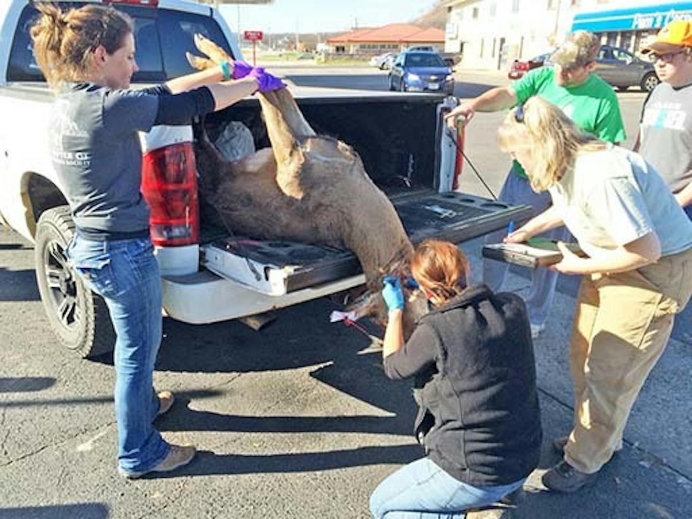 University of Minnesota Veterinary student Jackie Pieron removes lymph nodes from a deer harvested in the fall of 2016 near Rushford, Minn. At right, DNR Wildlife Health Program Supervisor Michelle Carstensen records data about the animal. Lymph node removal and testing is a critical part of the DNR's response to threats of CWD spreading to the state's wild herd of whitetails. These check stations are likely to be positioned later this year in Winona County in response to a CWD outbreak on a deer farm southeast of Winona city.