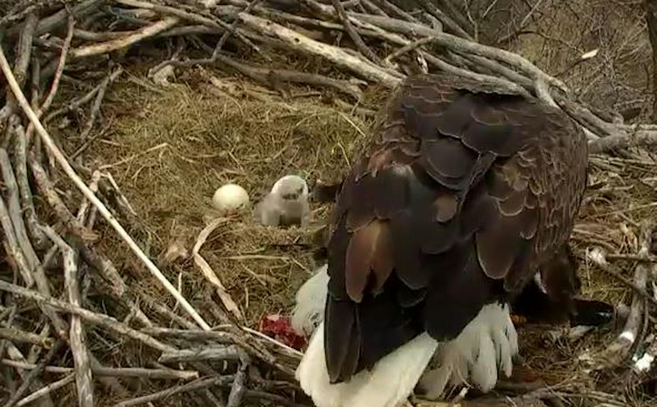 Screen grab Thursday shows a hatchling on the EagleCam.