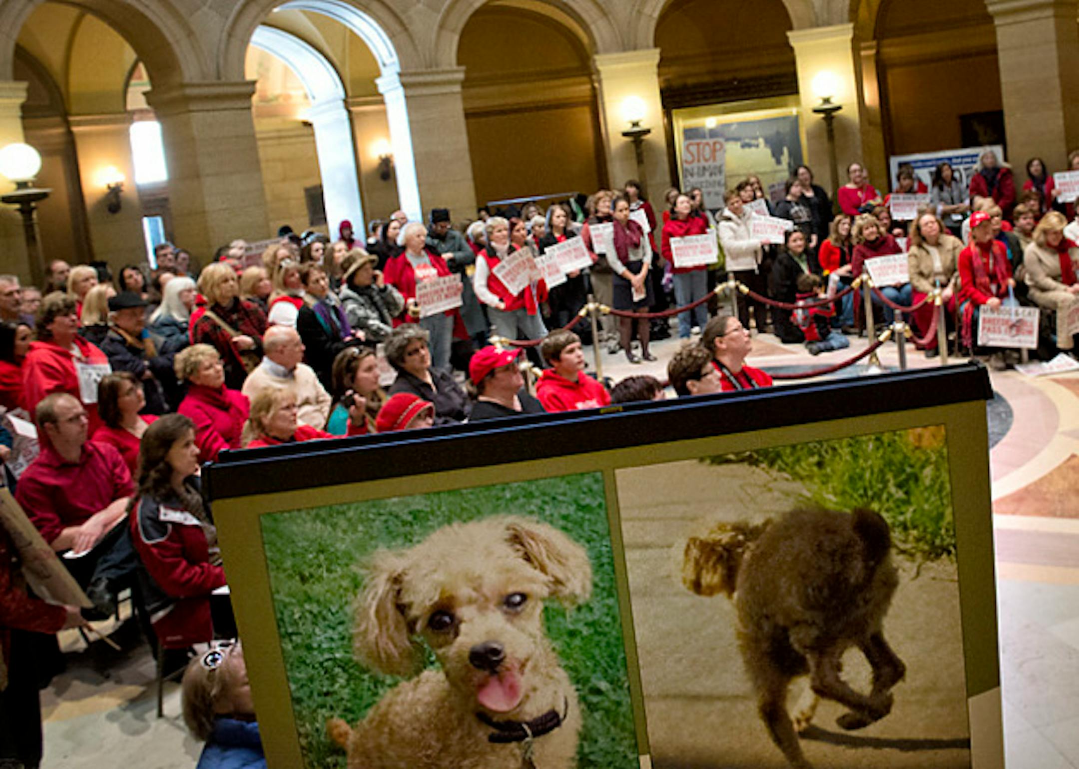 This dog's back legs are deformed from confinement in a tiny cage at a puppy mill.   Supporters cheered for a bill that would regulate dog and cat breeders in Minnesota which is among the largest producers of puppies in the nation.  Speakers talked about rescuing dogs from horrific conditions  that exist in some of the unregulated puppy mills now.  Tuesday, February 19, 2013    ]   GLEN STUBBE * gstubbe@startribune.com