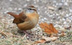 Photo by Liz Harper:
A Carolina wren visited St. Paul this winter. FOR ONE TIME USE ONLY with birding column.