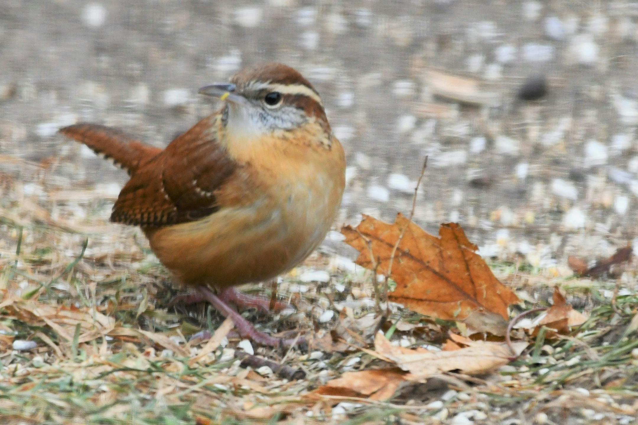 Photo by Liz Harper:
A Carolina wren visited St. Paul this winter. FOR ONE TIME USE ONLY with birding column.
