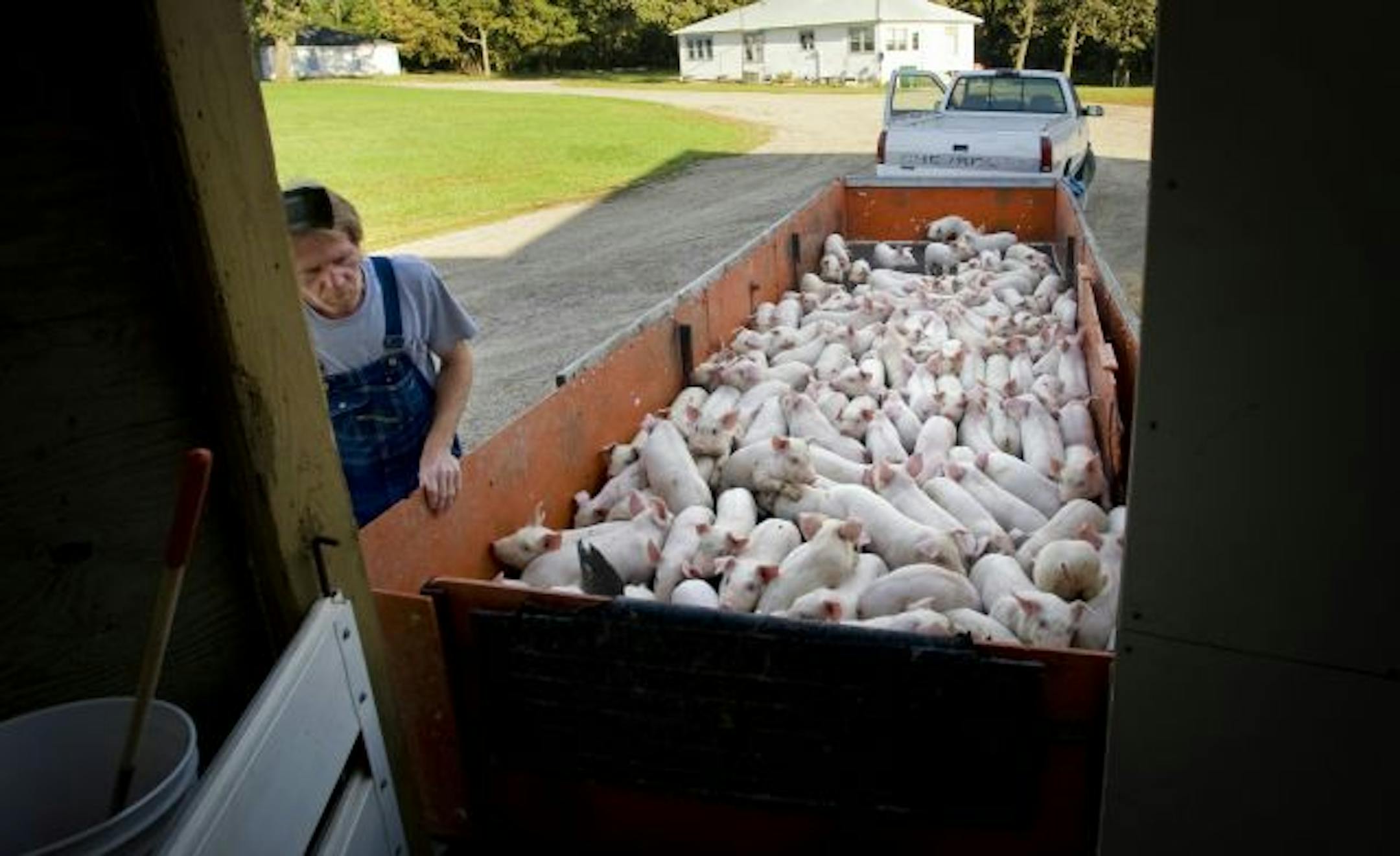 Scott Schroeder moved 128 young pigs between 18 to 20 days old from a weaning area to another barn at Joe Malecek's Mor-Pork Farm in Redwood Falls.