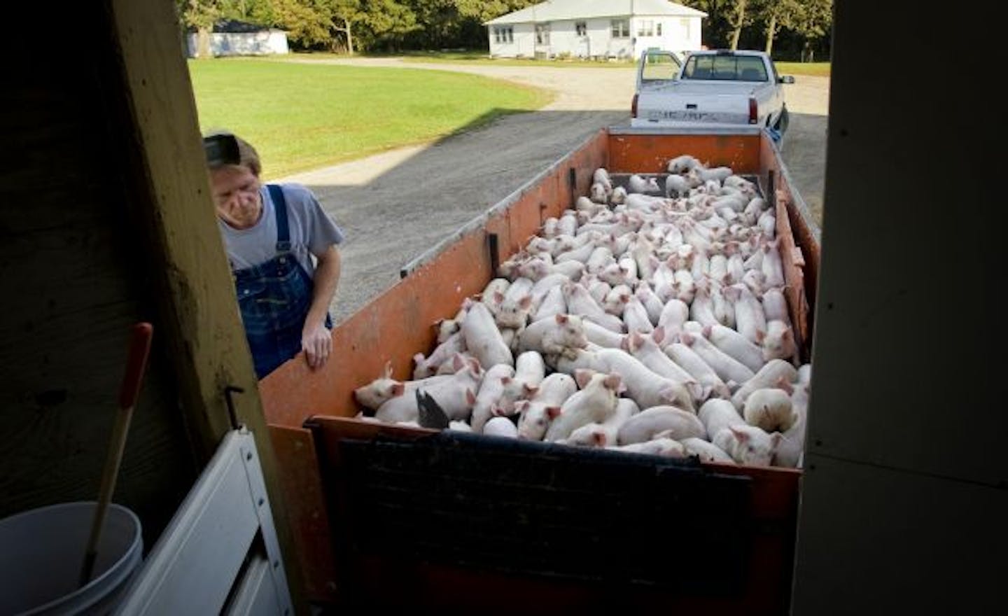 Scott Schroeder moved 128 young pigs between 18 to 20 days old from a weaning area to another barn at Joe Malecek's Mor-Pork Farm in Redwood Falls.