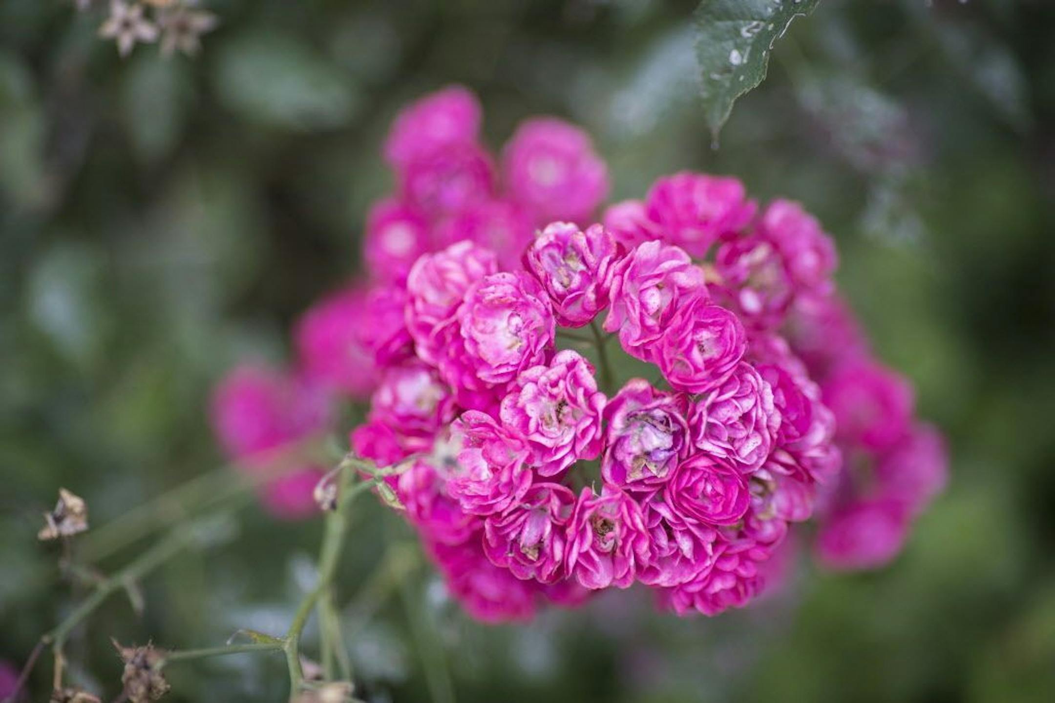 Minnesota-hardy roses add bursts of color.