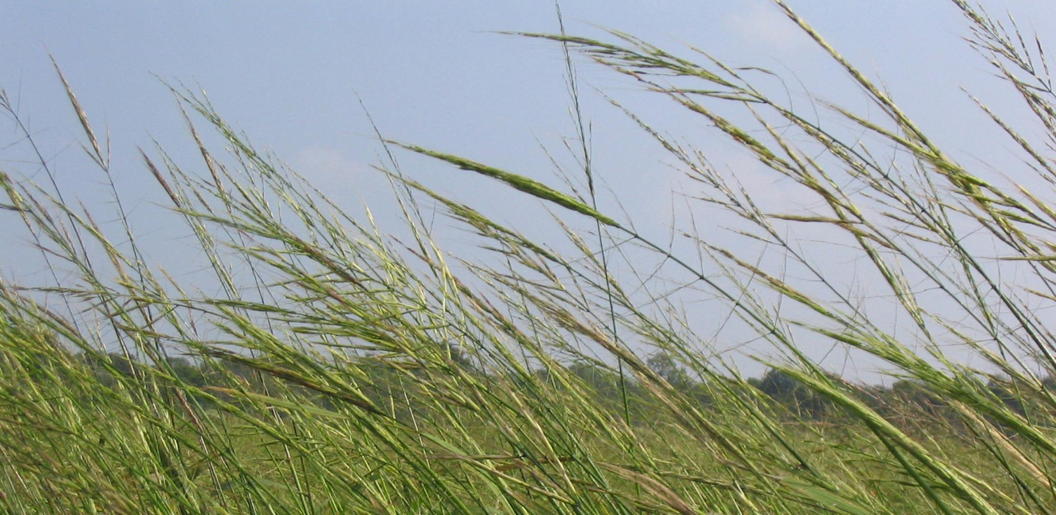 Wild rice stalks in Onamia