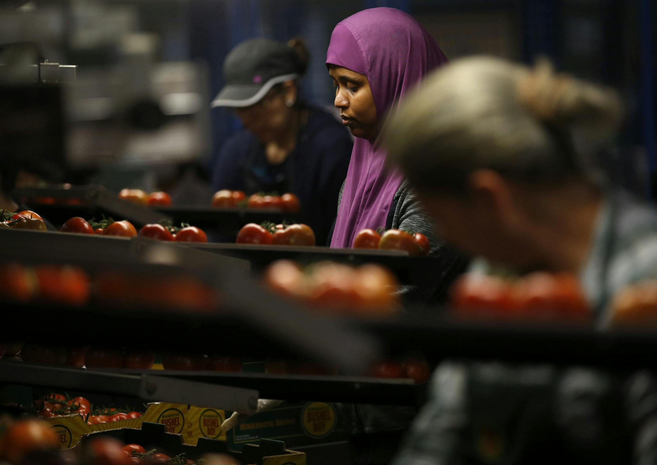 Workers checked tomatoes for quality.