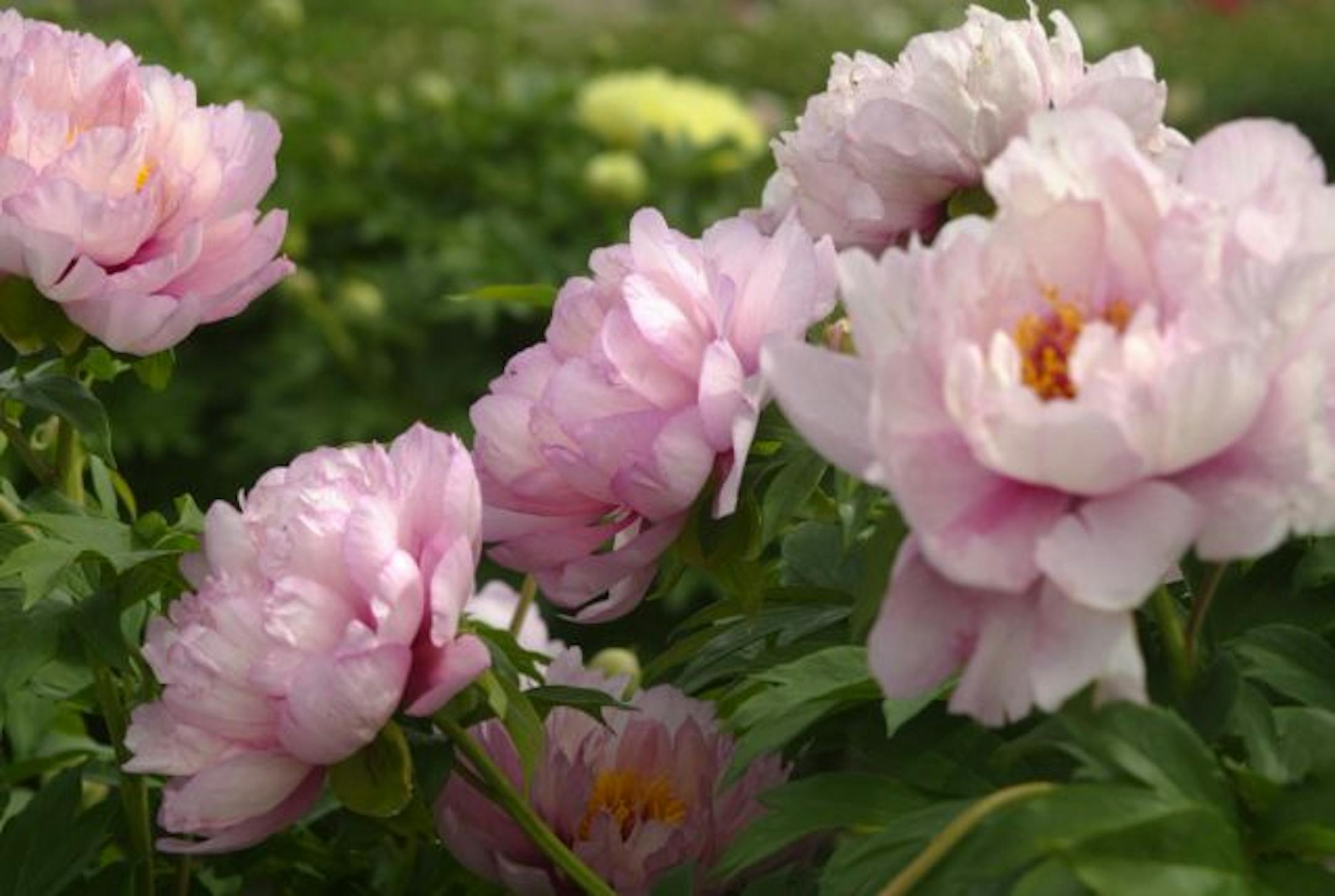 Keith and Becky Swenson of Swenson Gardens grow intersectional peonies. This peony is called Hillary.