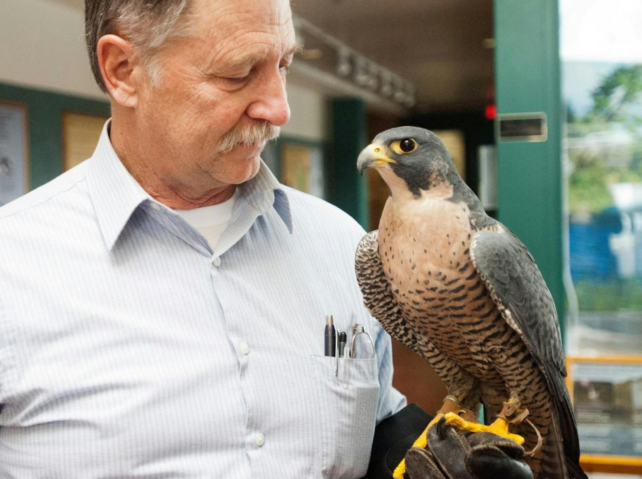 Raptor Center founder and former director Pat Redig held a peregrine falcon last November. His passion for the birds began when, as an adolescent, he learned they were on the verge of extinction.
