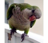 A curious monk parakeet peers into a window of a home in Surfside, Fla., Sept. 13, 2003. Florida Power &amp; Light Co., the state's largest utility, h