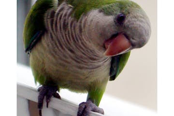 A curious monk parakeet peers into a window of a home in Surfside, Fla., Sept. 13, 2003. Florida Power &amp; Light Co., the state's largest utility, h