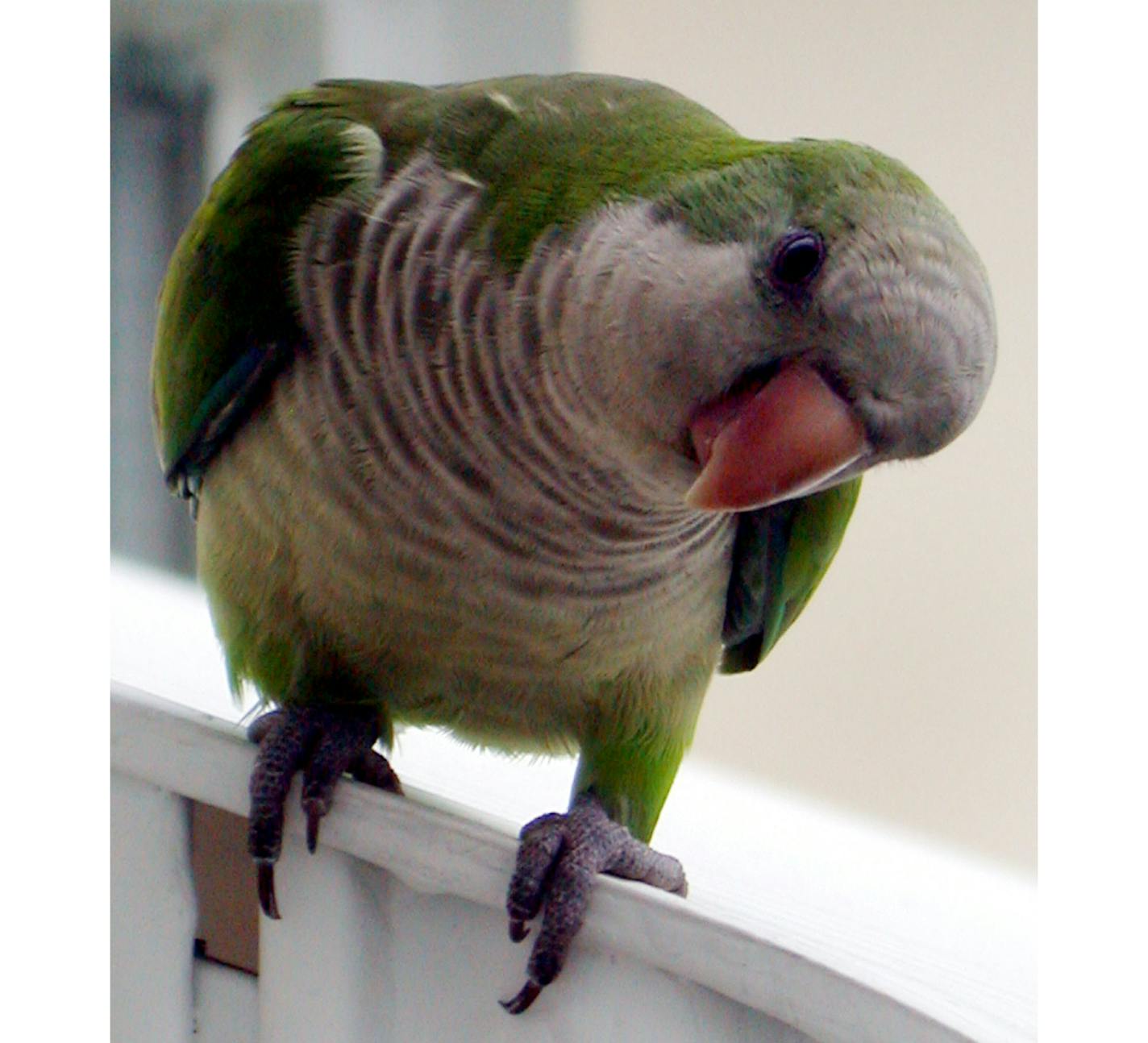 A curious monk parakeet peers into a window of a home in Surfside, Fla., Sept. 13, 2003. Florida Power &amp; Light Co., the state's largest utility, has spent nearly $300,000 to encourage a pesky group of monk parakeets wreaking havoc on power lines throughout Florida to take up residence elsewhere. (AP Photo/Wilfredo Lee)