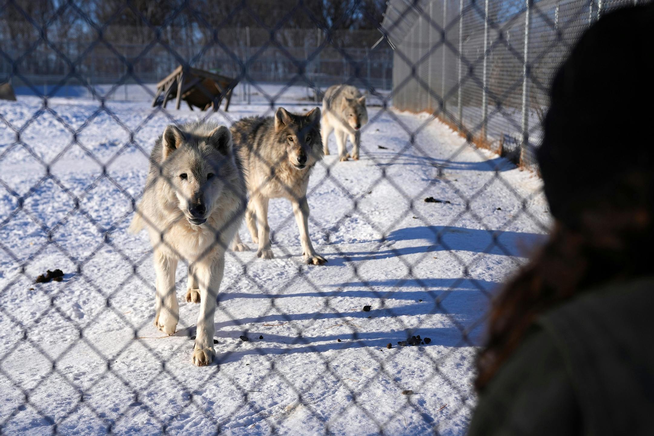 Vlad, left, a mature male gray wolf Peggy Callahan bottle fed as a pup, growls at her through the fence Thursday, Feb. 17, 2022 at the Wildlife Science Center in Stacy, Minn.