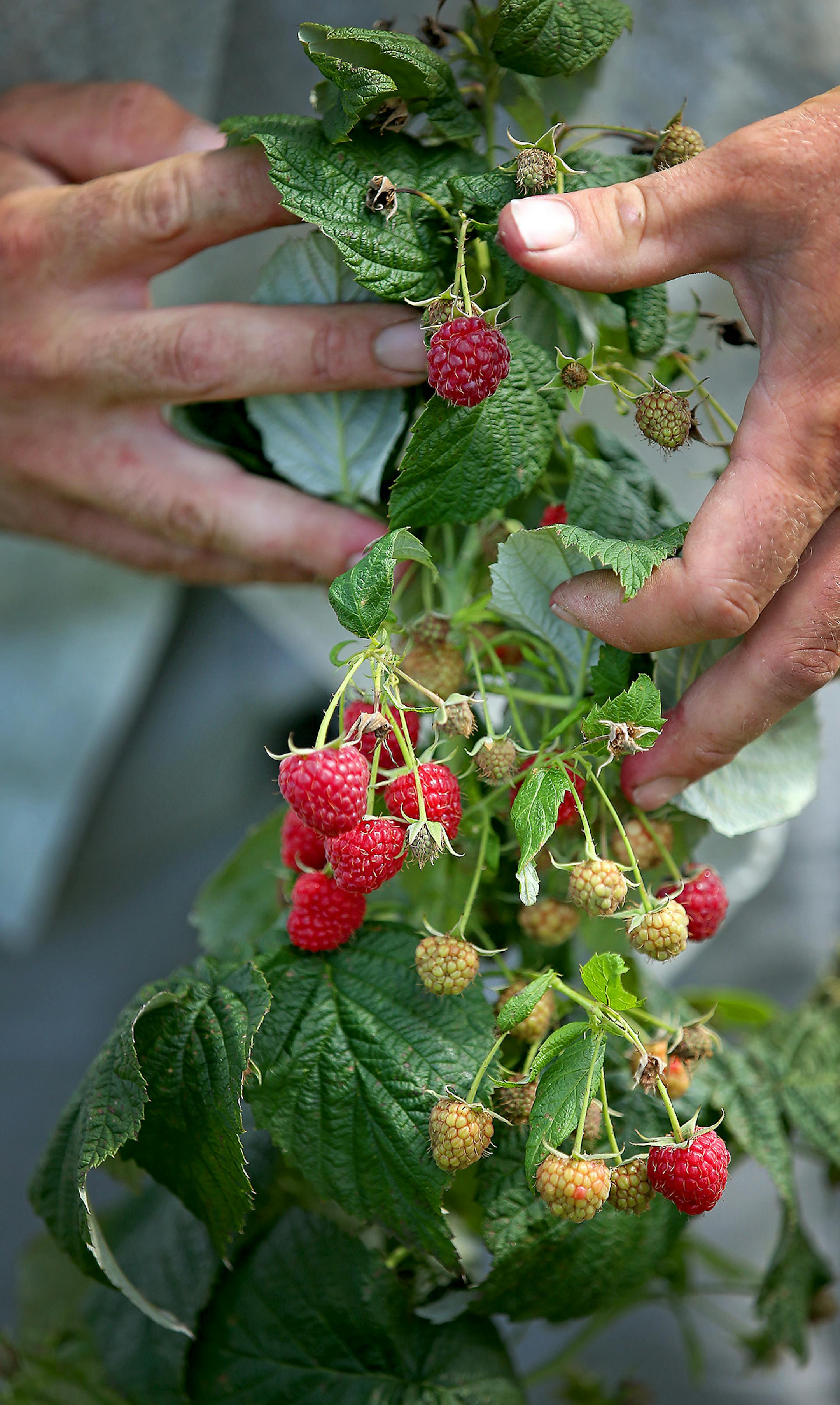 Raspberries at Knaptson Orchards, Thursday, August 4, 2014 in Greenfield, MN. ] (ELIZABETH FLORES/STAR TRIBUNE) ELIZABETH FLORES • eflores@startribune.com