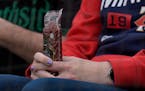 A Twins fan holds a sausage before Monday's game in Chicago.