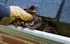 Gutters and downspouts clogged with leaves and other debris can cause the rainwater to overflow - and that can lead to costly repairs.
