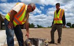 A fake coyote keeps geese away from the tons of sand at the rebuilt swim pond. Washington County employees Brad Swenson, left, and Andrew Giesen say t