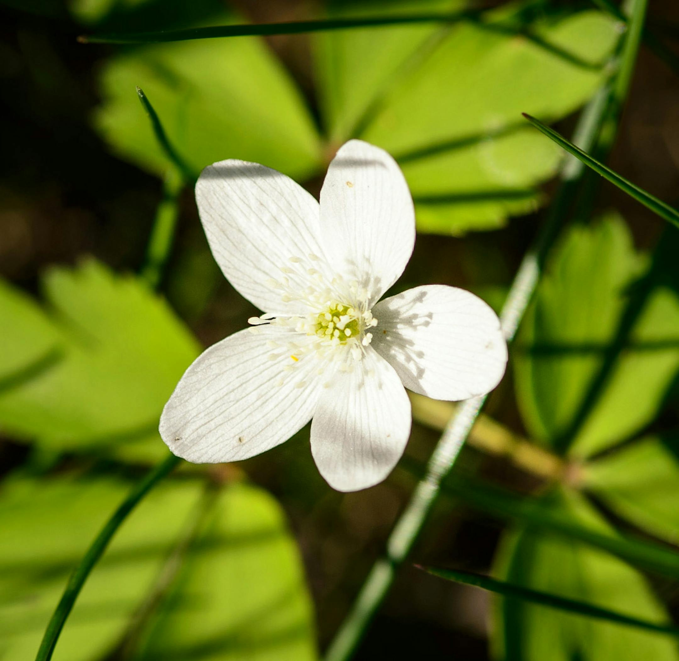 Bloodroot flowers blooming along the golf course at Izatys Resort. ] Thursday, May 22, 2014 GLEN STUBBE * gstubbe@startribune.com