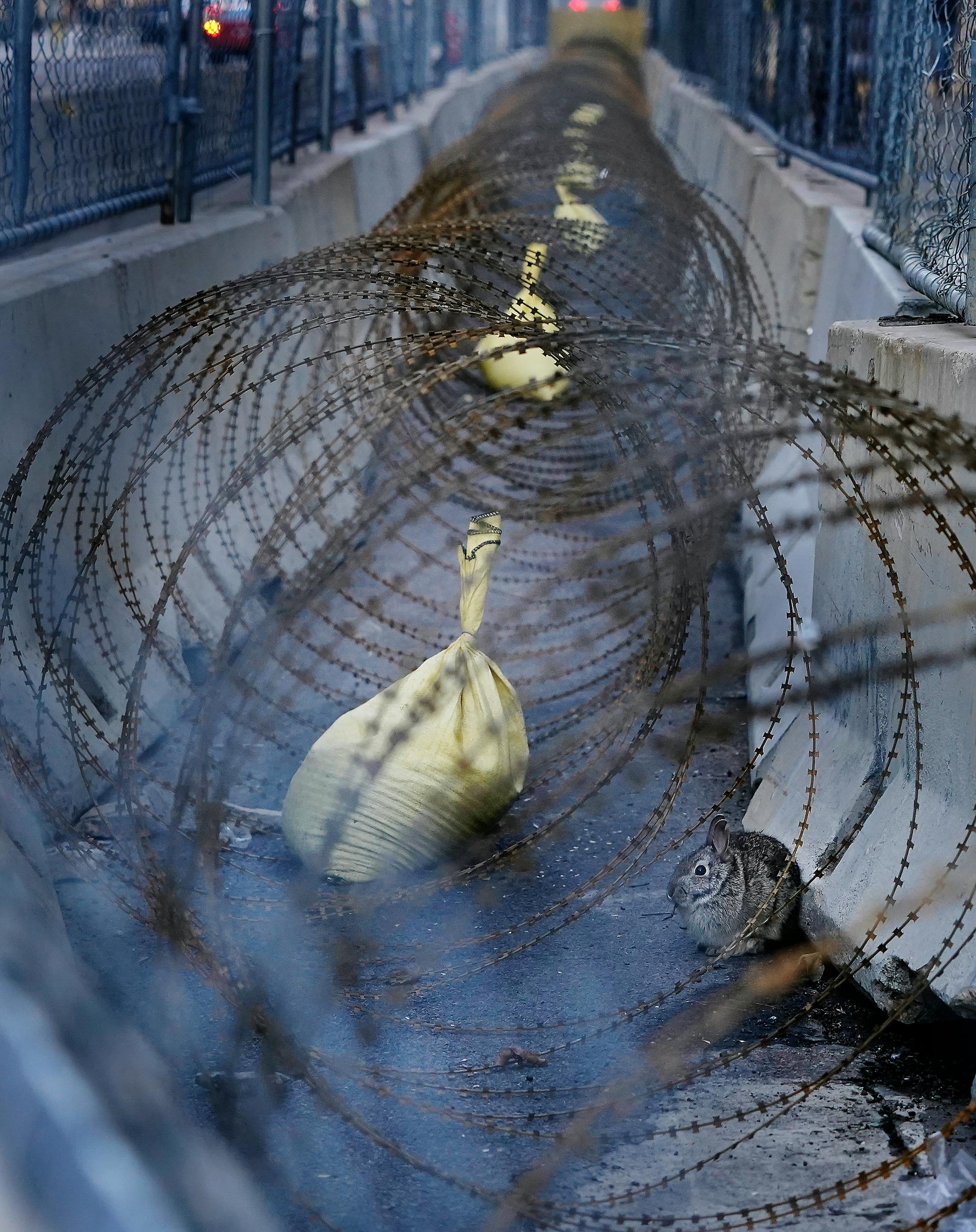 A cottontail rabbit munched on a twig while resting inside a barrier ringed with razor ribbon outside the Hennepin County Public Safety Facility Saturday in Minneapolis.
