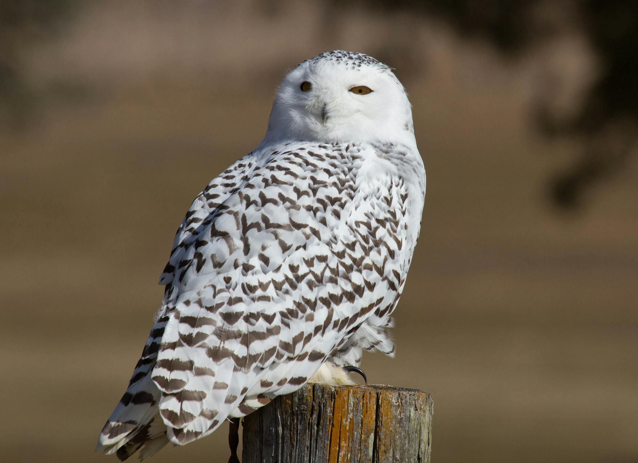 Snowy owl, Captive bird from the Illinois Raptor Center
credit: Laura Erickson DO NOT RUN ONLINE
