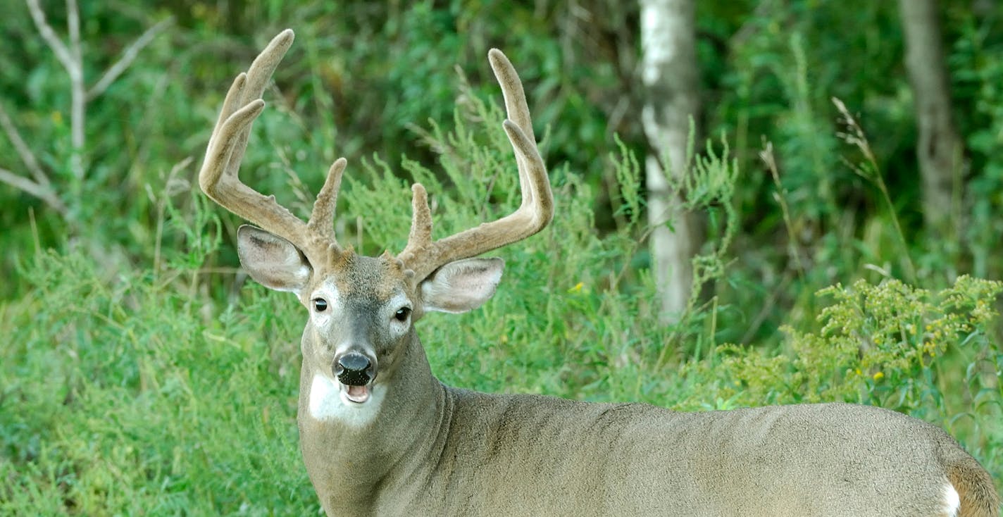 Mature whitetail bucks usually shed their velvet several days earlier then do young bucks.