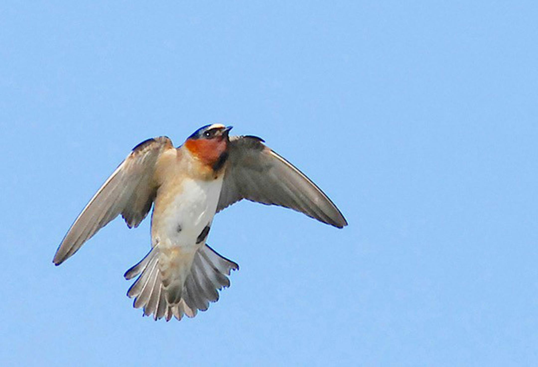 A cliff swallow in flight seen from underneath.