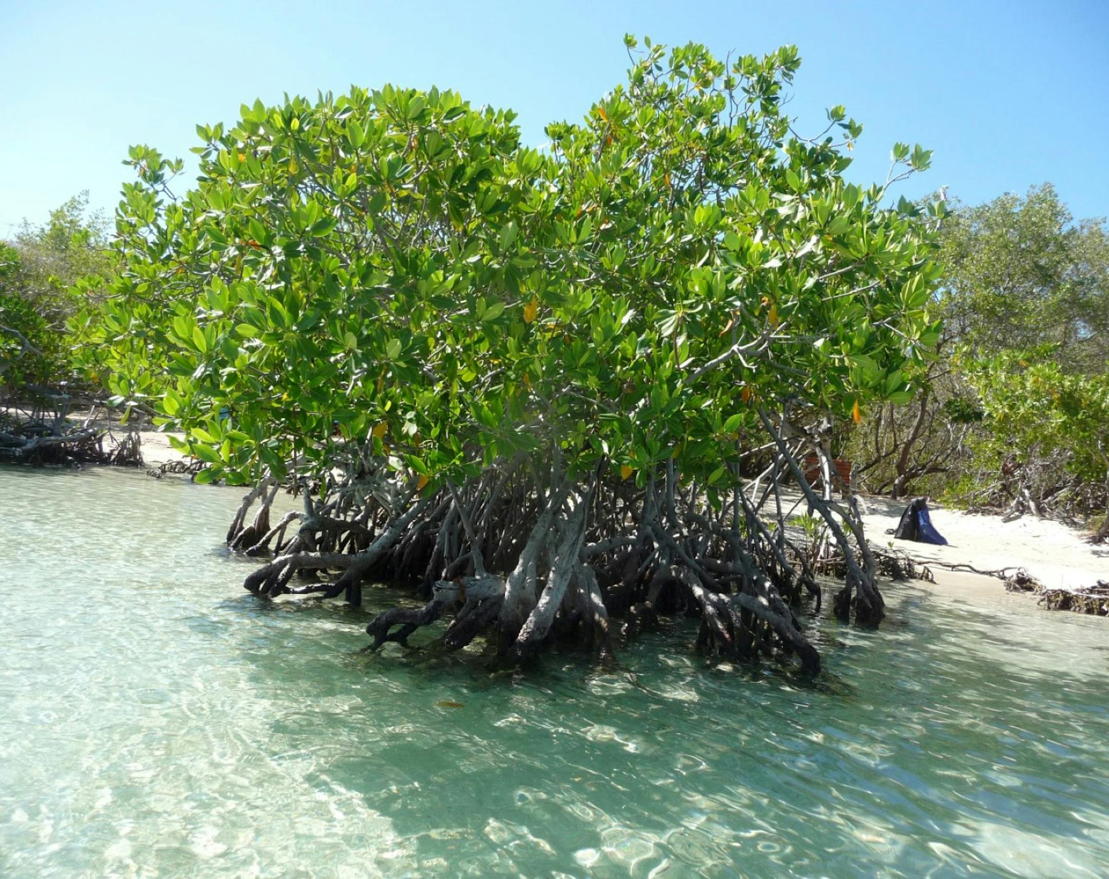 Cindy Stoewer took a trip to "Gilligan's Island," the nickname for Cayo Aurora island in Puerto Rico. Provided photo