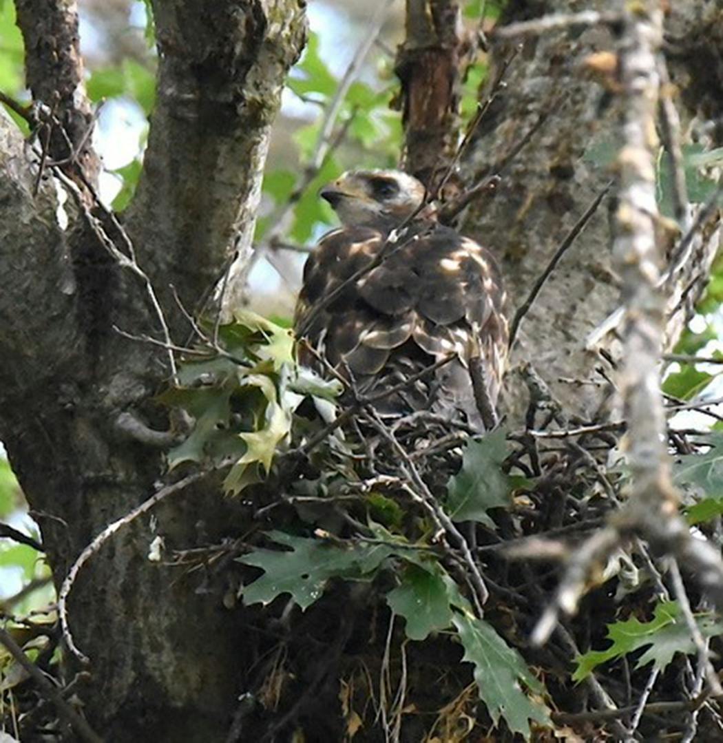 Broad-winged juvenile hawk in the nest.