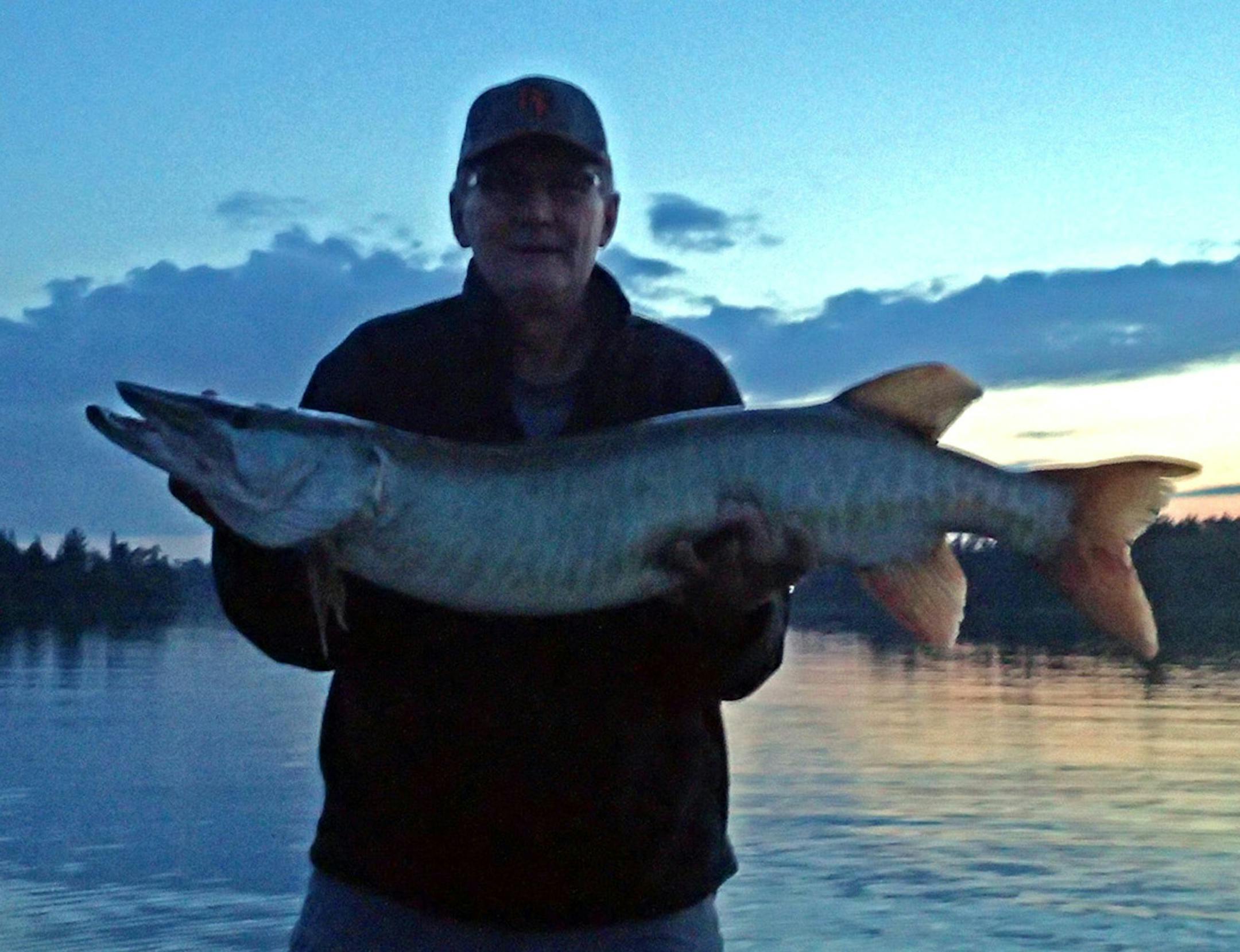Dennis Anderson with the second of two muskies he caught in about an hour in late evening last week. The fish measured 41 inches. An earlier muskie topped 45 inches.