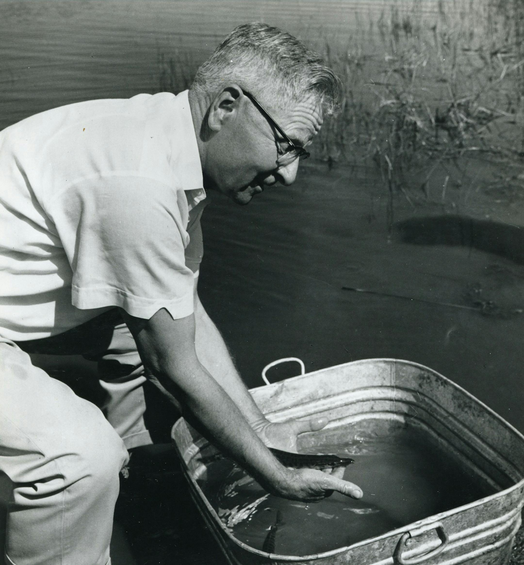 Gill Hamm with muskie fingerlings used to stock lakes. He was founder of Muskies Inc.