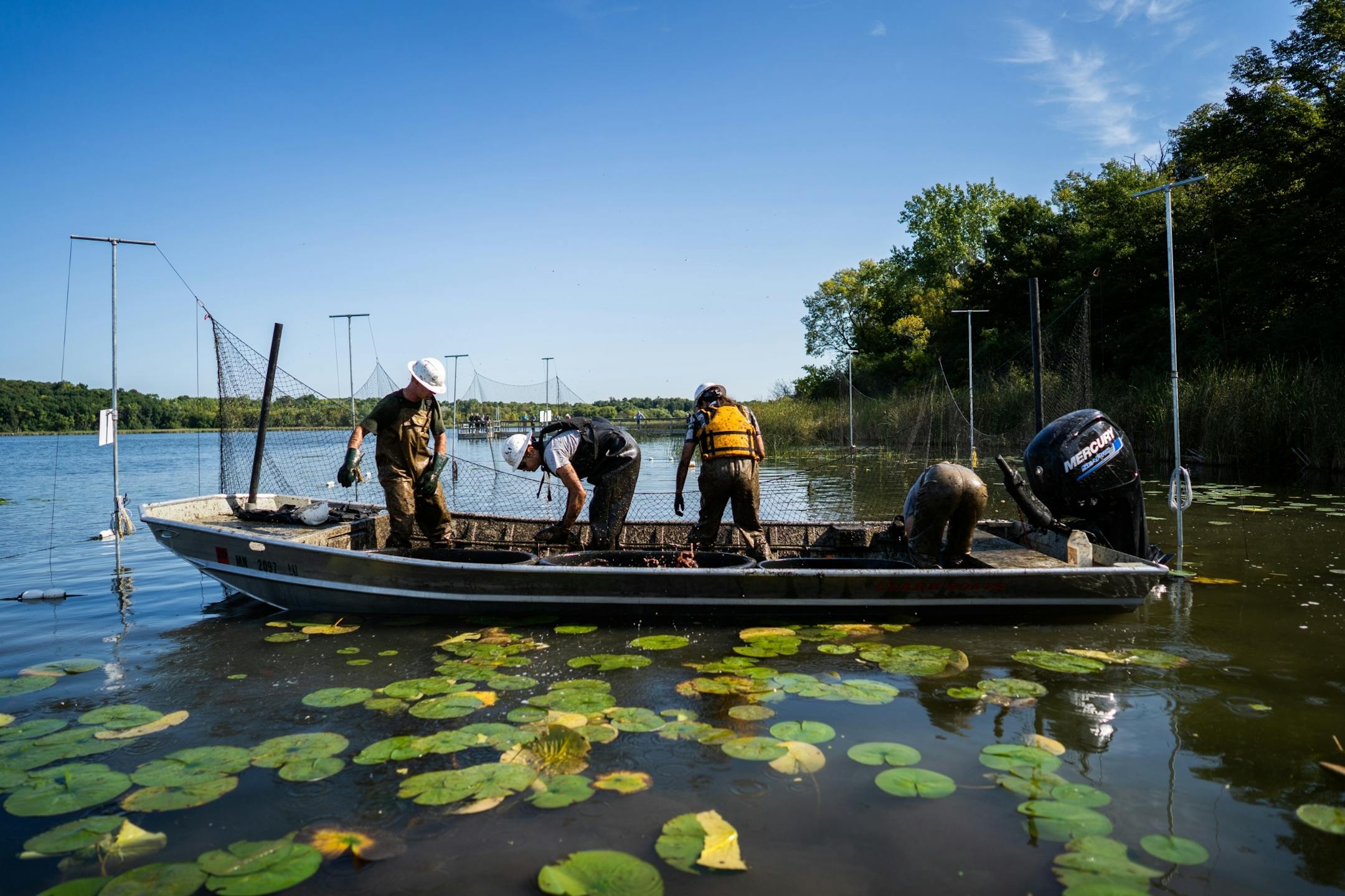 Carp Solutions workers funnel invasive carp caught in a trap toward their boat for collection.