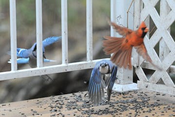 Blue jays are among the bird species infected with avian flu. As of the end of March, other species, nationwide, included American crow, bald eagle, r