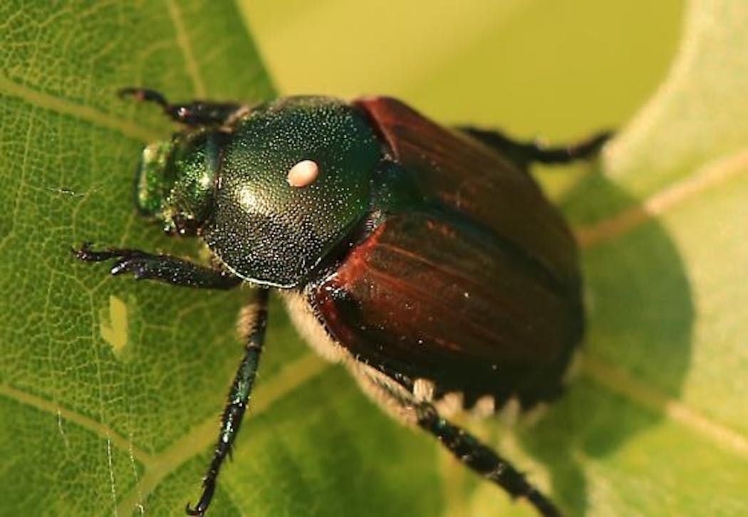 A Japanese beetle with the eggs of a winsome fly on its thorax, spotted by reader John Arthur of Hopkins in his backyard in 2021.