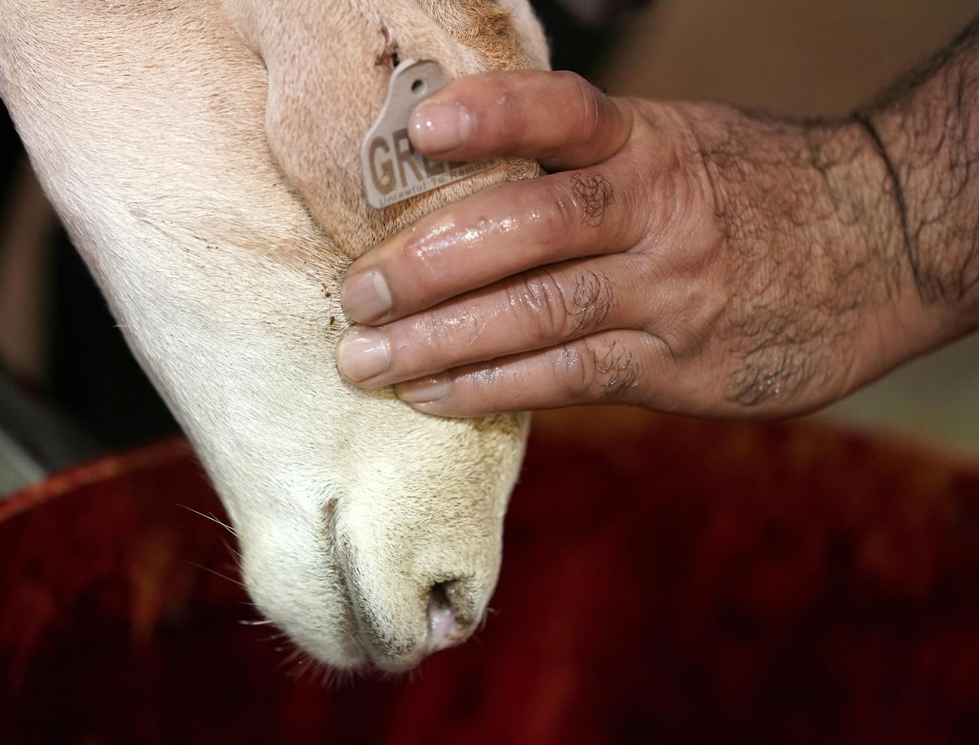 A goat was prepared for ritual slaughter by first covering the eyes. ] LEILA NAVIDI &#x2022; leila.navidi@startribune.com BACKGROUND INFORMATION: Ritual slaughter of goats and sheep for Eid al-Adha at Geneva Meats in Geneva, Minn. on Sunday, August 11, 2019. Once a year, during Eid al-Adha, also known as "Festival of the Sacrifice," Geneva Meats in the tiny Southern Minnesota town of Geneva opens it's doors to Muslims interested in slaughtering their own animal for the holiday.