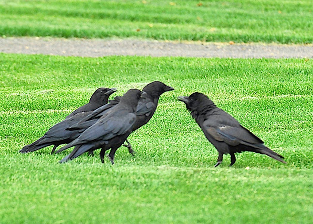 Crows are just plain noisy.