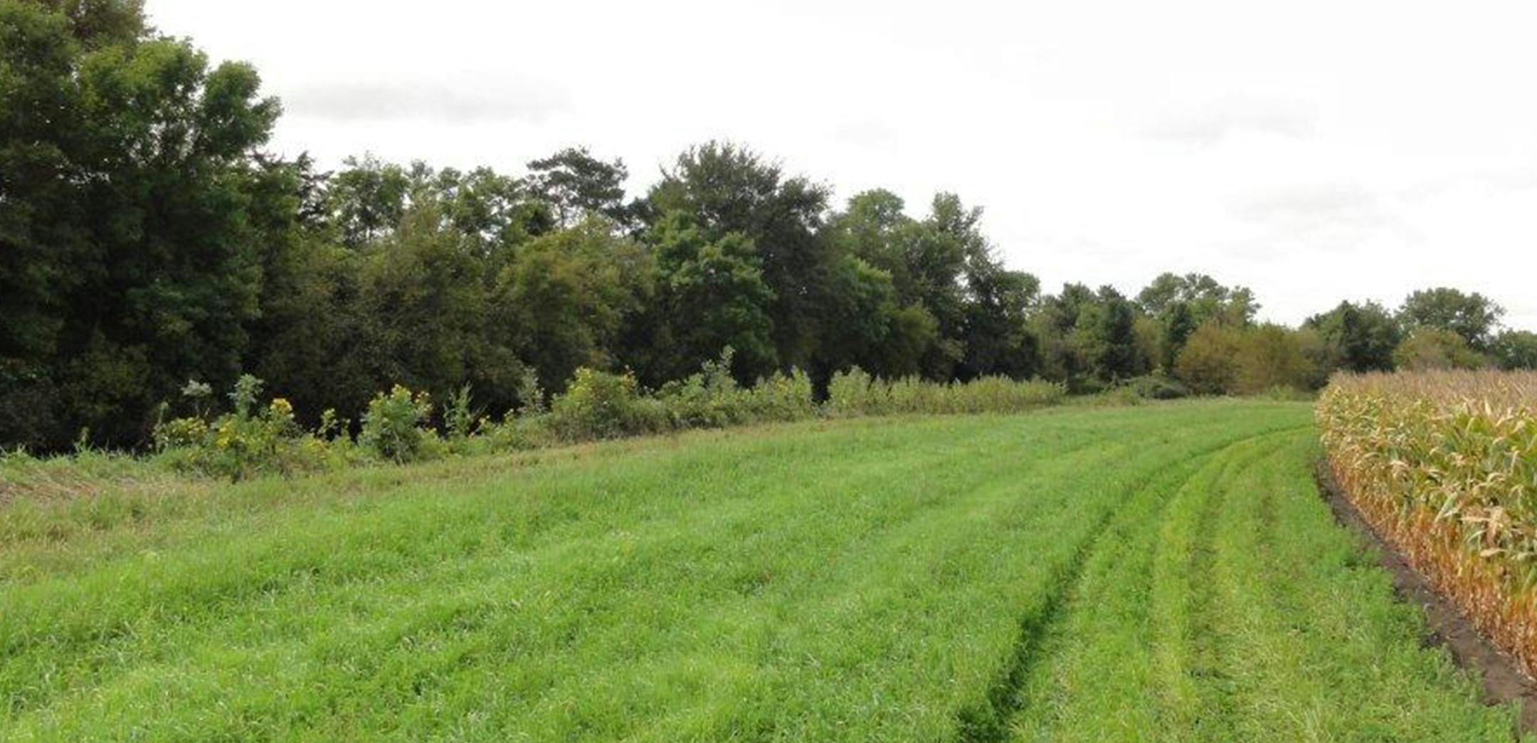 This 50-foot buffer strip is on the Vermillion River near Hastings in Dakota County. The county has been aggresive in its enforcement of a state statue that requires the buffer strips on some rivers and streams to reduce soil erosion and improve water quality. The buffers also offer wildlife habitat. Dakota County photo ORG XMIT: MIN1501291703037845