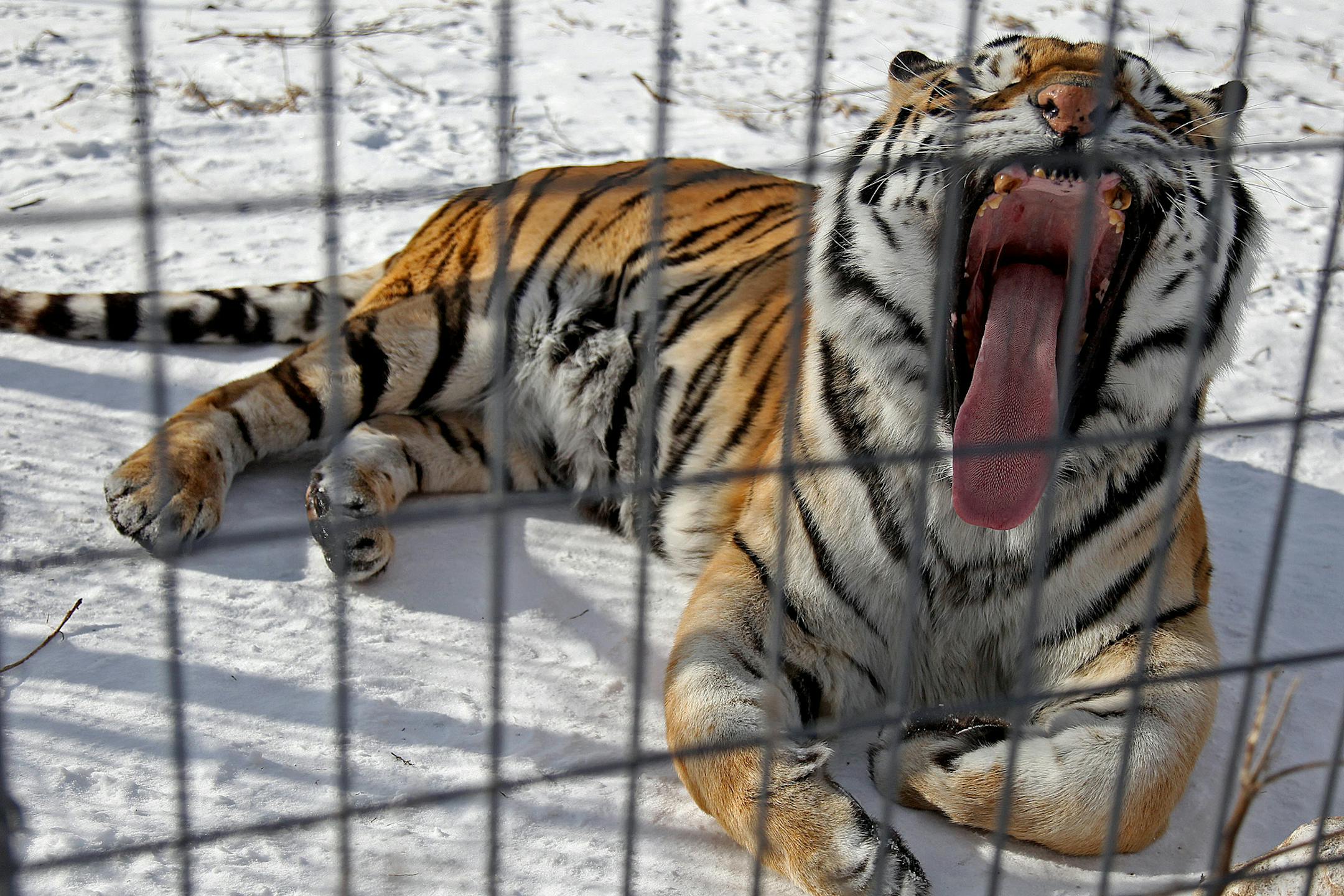 A recently introduced bill would ban possessing big cats as pets.