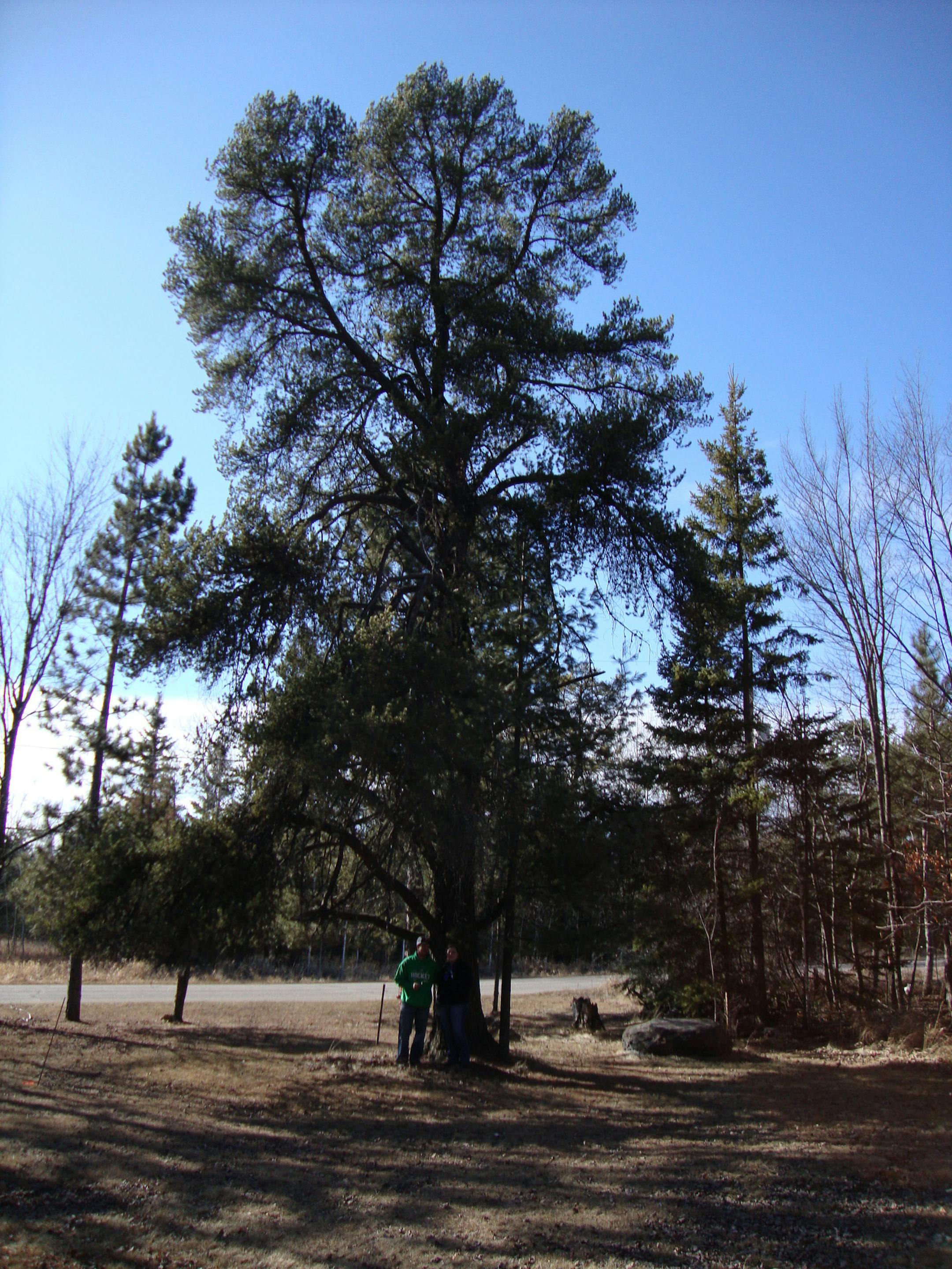 A Jack Pine that stood 57 feet high in Mountain Iron, Minn., was named the state's largest March 30. It was cut down three days later.