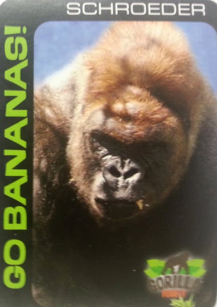 June 6, 2013: Get to know the gorillas at Como Zoo