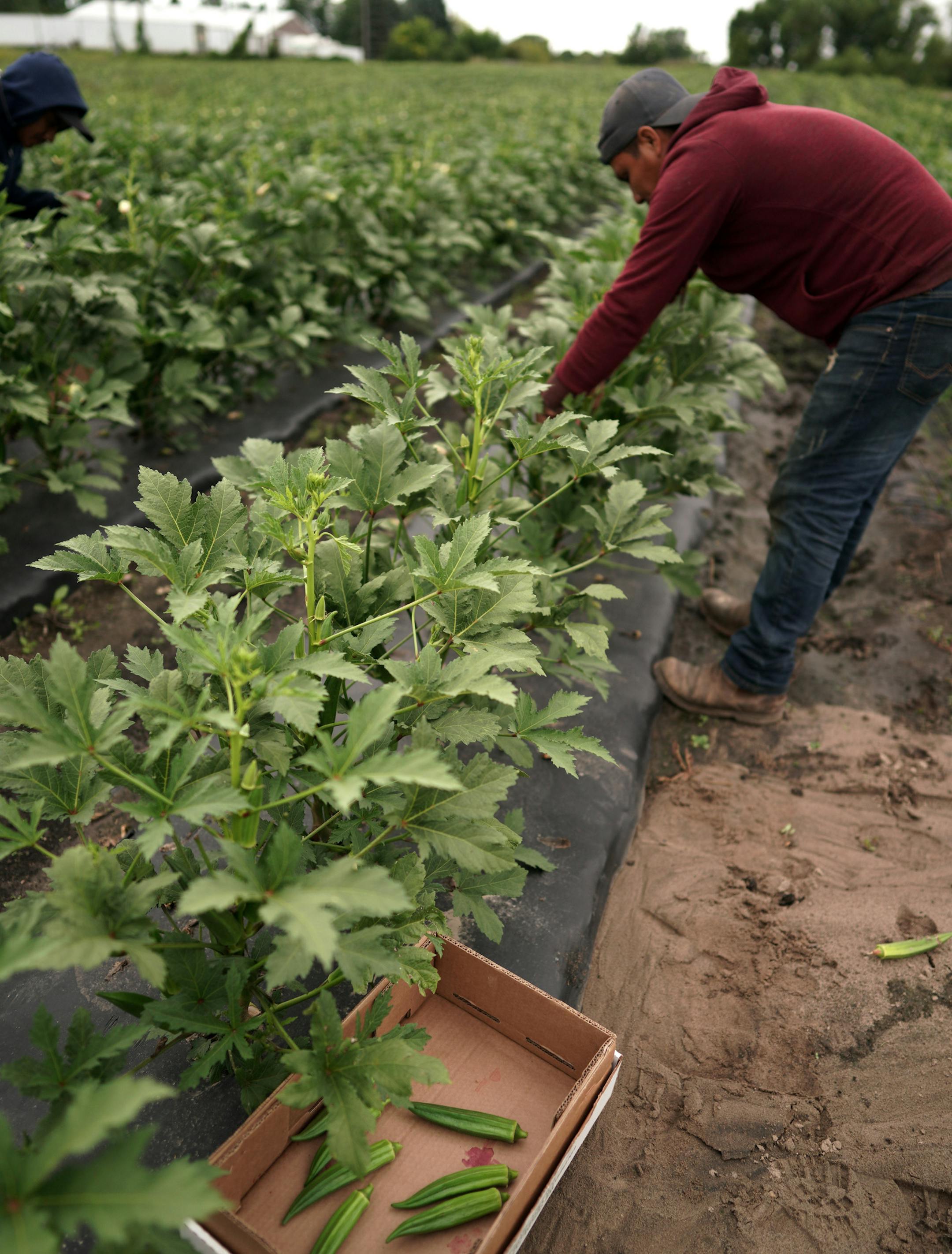 It's the season for okra, harvested now at Untiedt’s Vegetable Farm, and often used by chefs. ] brian.peterson@startribune.com
Montrose, MN
Monday, August 26, 2019