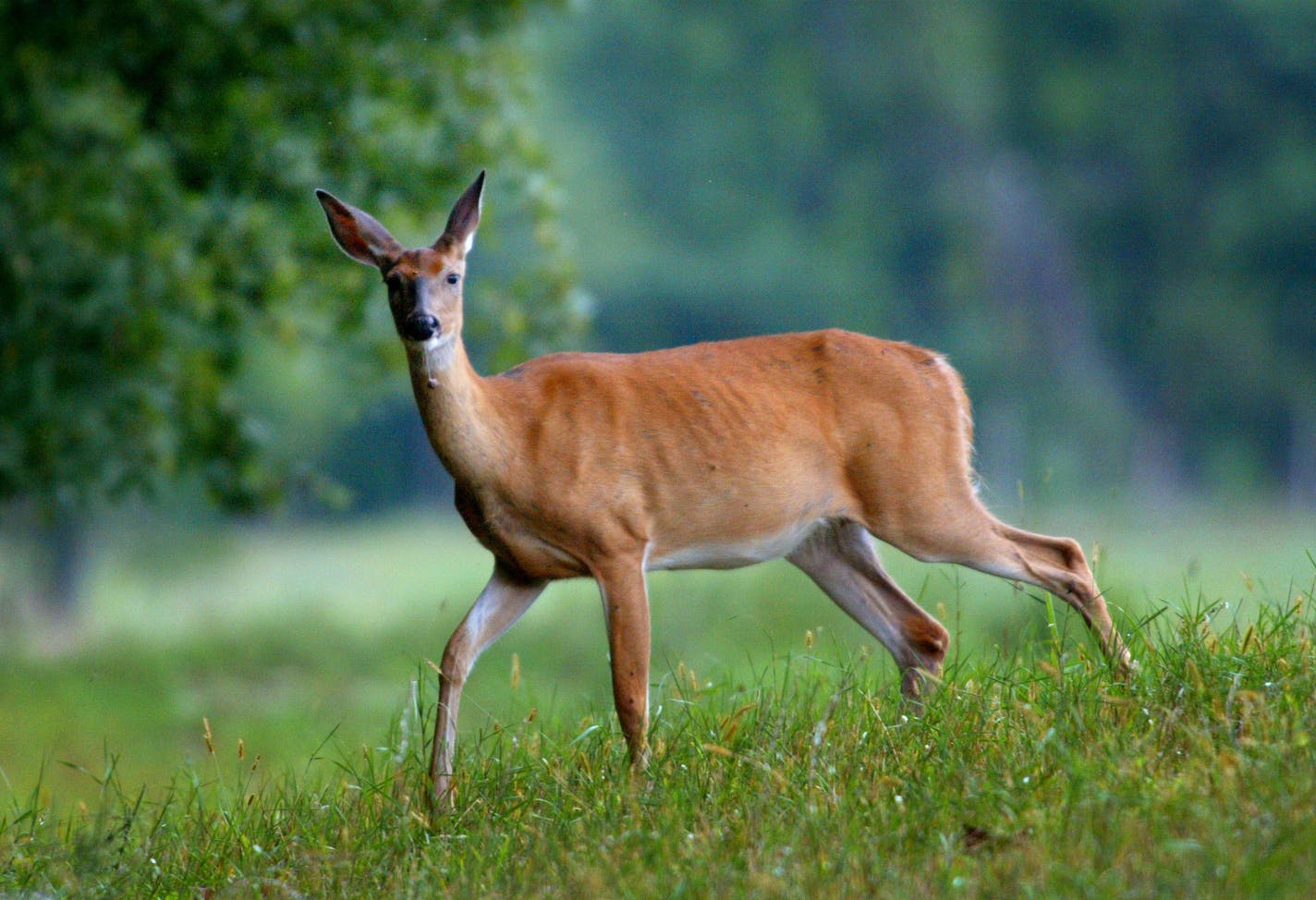 A third deer infected with chronic wasting disease (CWD) has been discovered in southeastern Minnesota, but the discovery was made within a known infected area and won't change the boundaries of a special hunt, the Department of Natural Resources (DNR) said Tuesday.