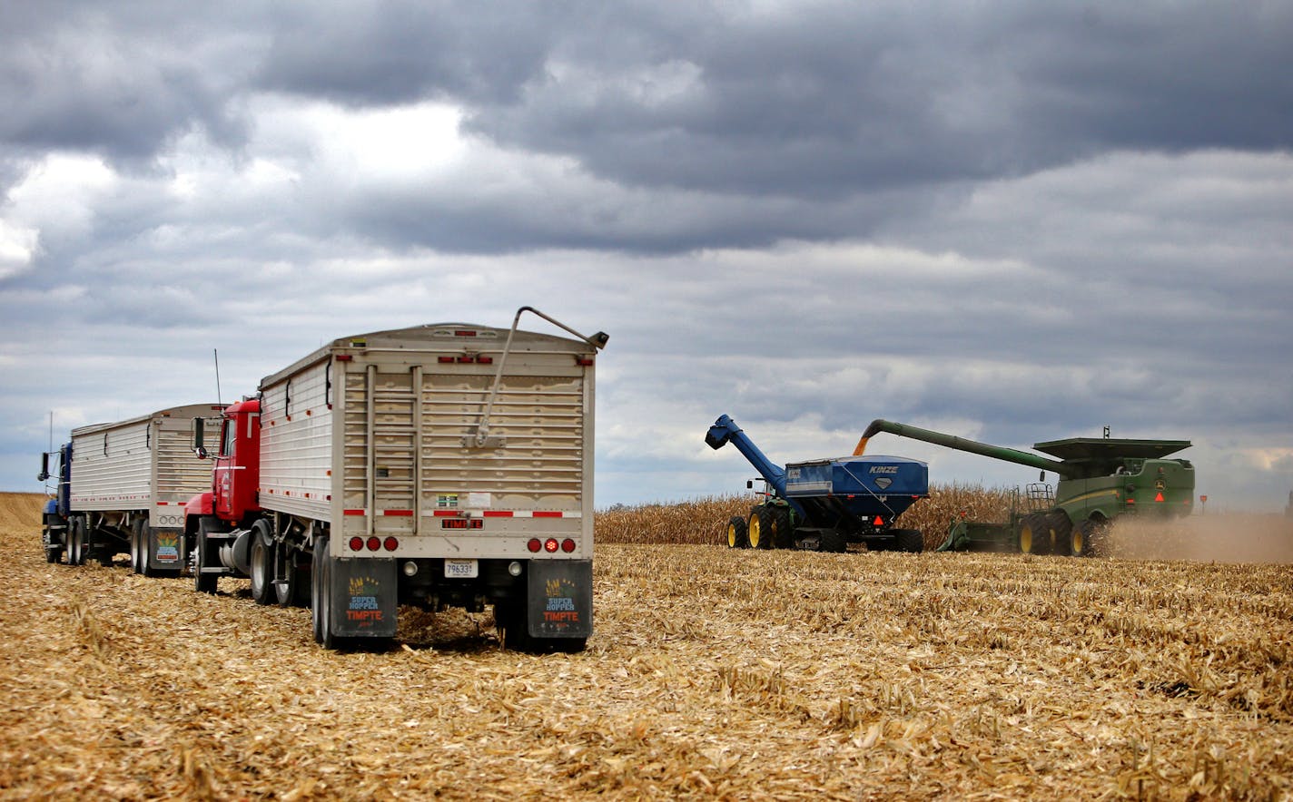 Members of the Peterson family, who operate Far-Gaze Farms, worked harvesting corn on one of their fields, this one 142 acres, Friday, Oct. 9, 2015,near Northfield, MN.](DAVID JOLES/STARTRIBUNE)djoles@startribune.com Crop estimates to be released Friday may show that Minnesota corn and soybean farmers are forecast to produce record crops in 2015, due largely to early planting and adequate summer rain. The healthy crops won't necessarily make farmers rich, since crop prices remain stubbornly low.