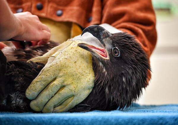 Clinic volunteer Lydia Lucas carried in the young eagle for an examination. His right foot is protected to allow his talons to regrow. ] GLEN STUBBE *