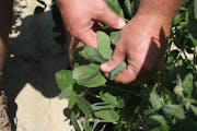 FILE - In this July 11, 2017, file photo, a farmer shows damage to soybean plants from dicamba in Marvell, Ark. Monsanto, which makes a dicamba weed k