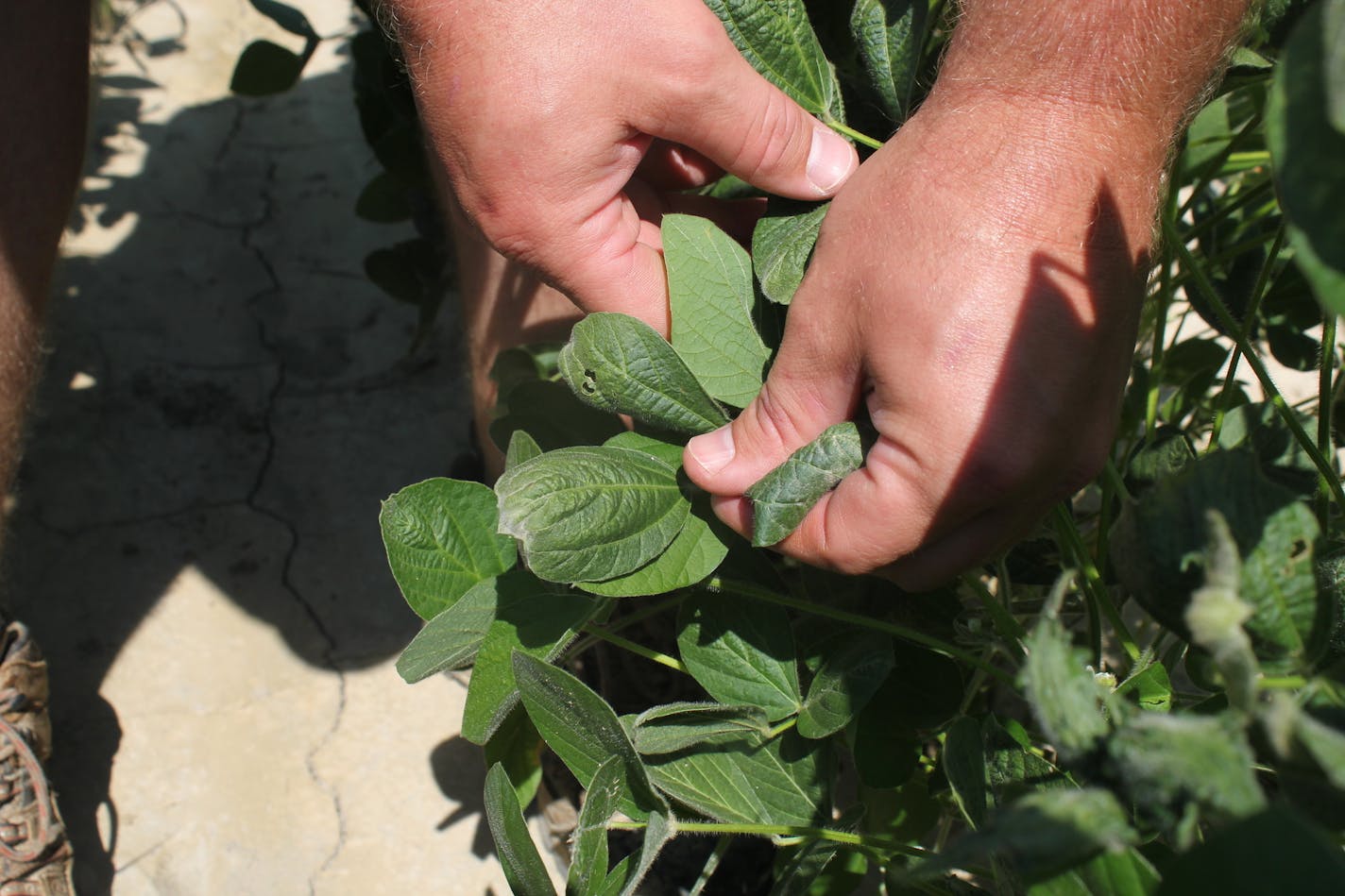 FILE - In this July 11, 2017, file photo, a farmer shows damage to soybean plants from dicamba in Marvell, Ark. Monsanto, which makes a dicamba weed killer, had sued Arkansas after the state Plant Board banned the dicamba use from April 16 to Oct. 31. A state judge on Friday, Feb. 16, 2018, dismissed the lawsuit, citing a Arkansas' Supreme Court ruling that said legislators had no authority to place limits on the state's sovereign immunity. (AP Photo/Andrew DeMillo, File)