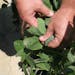 FILE - In this July 11, 2017, file photo, a farmer shows damage to soybean plants from dicamba in Marvell, Ark. Monsanto, which makes a dicamba weed k