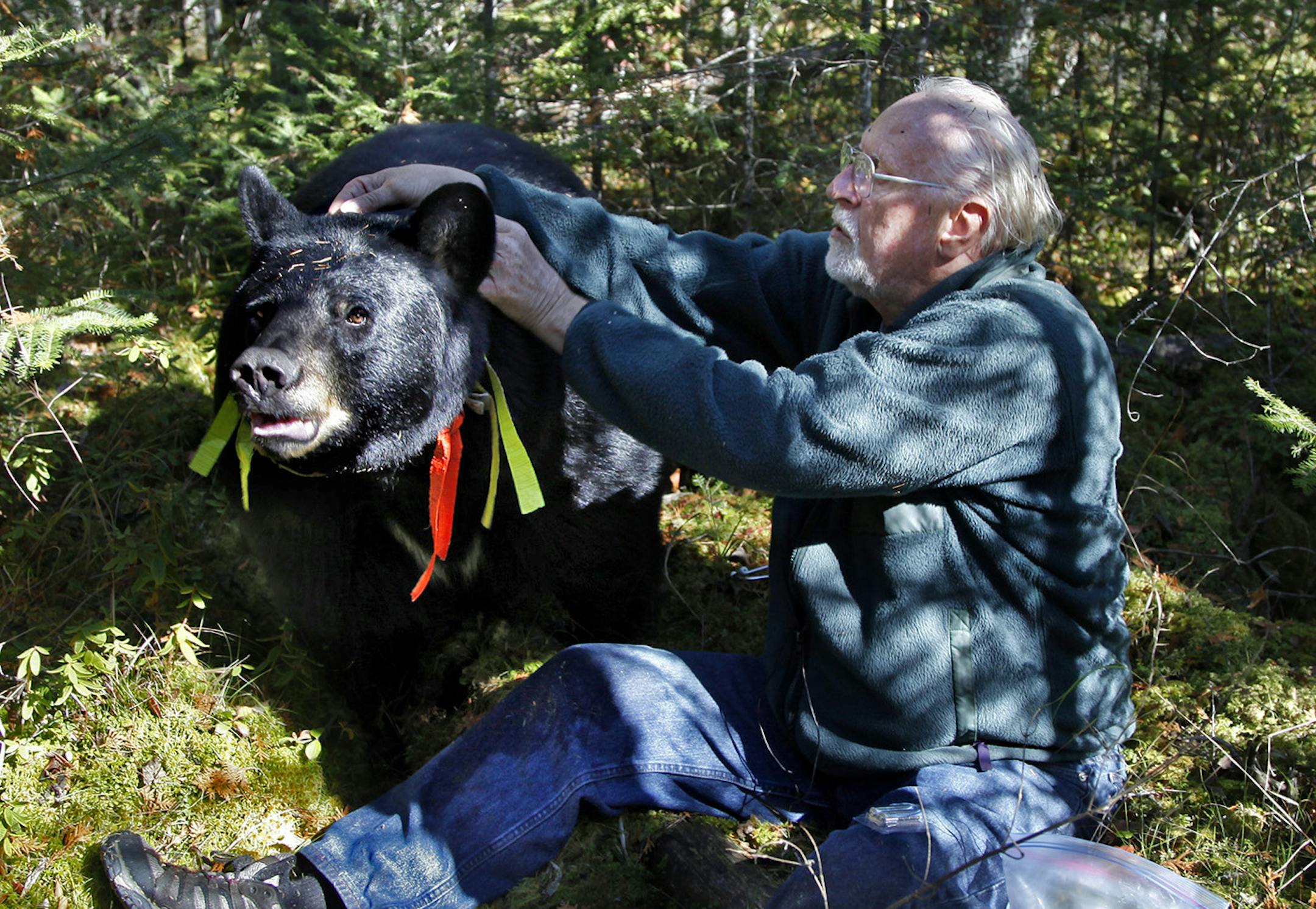 BRIAN PETERSON ‚Ä¢ brianp@startribune.com ELY, MN - 10/04/2010 ] After a long search through a dense spruce bog, Lynn Rogers, founder and Executive Director of the North American Bear Center in Ely, was able to approach Brave Heart, one of the collared black bears in his study. Brave Heart who weighs 400 pounds allowed Rogers to change the batteries in the bears GPS collar and record it's heart rate without the use of a tranquilizer. ORG XMIT: MIN2013062817435597