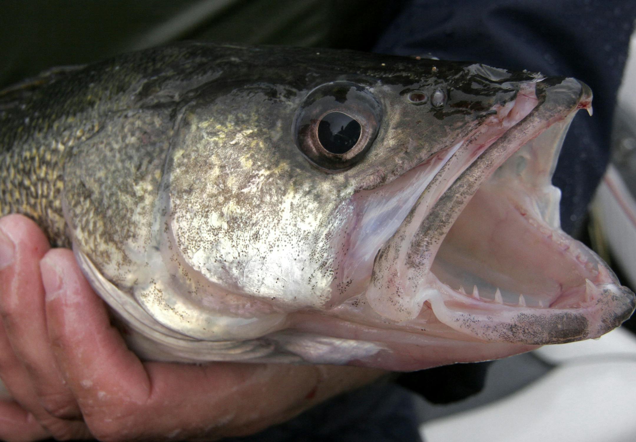 Doug Smith/Star Tribune; June 4, 2010; near Flag Island, Minn. A Lake of the Woods walleye. ORG XMIT: MIN2012102217115722 ORG XMIT: MIN1401291635024207 ORG XMIT: MIN1402211624214499