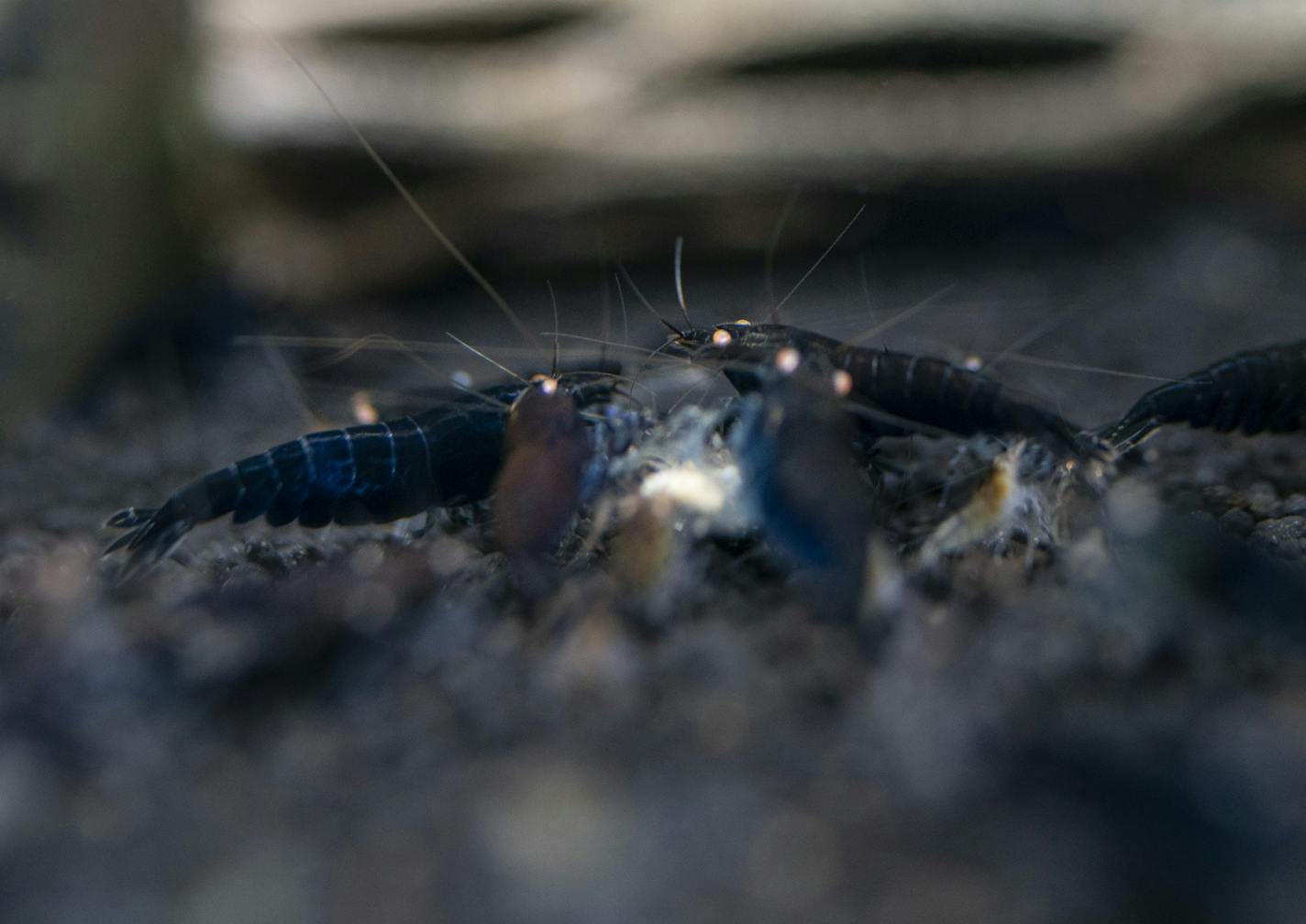 Joe Theisen is one of the biggest guys in shrimp -- tiny, decorative ornamental shrimp. This shrimp variety is called Orange Royal Blue Tigers and Theisen is competing with this shrimp this year. Photographed in Plymouth, Minn., on Tuesday, February 26, 2019. ] photos and cookies by RENEE JONES SCHNEIDER &#xa5; renee.jones@startribune.com