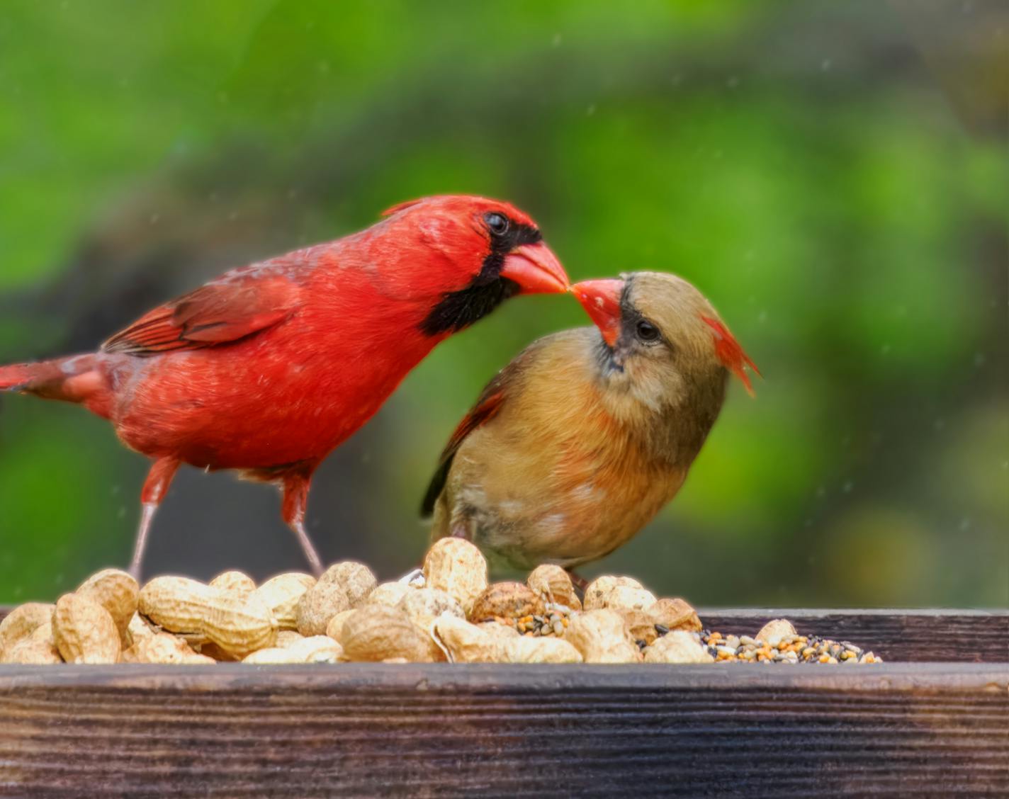 A male cardinal touches its beak to the beak of a female cardinal at a platform feeder.