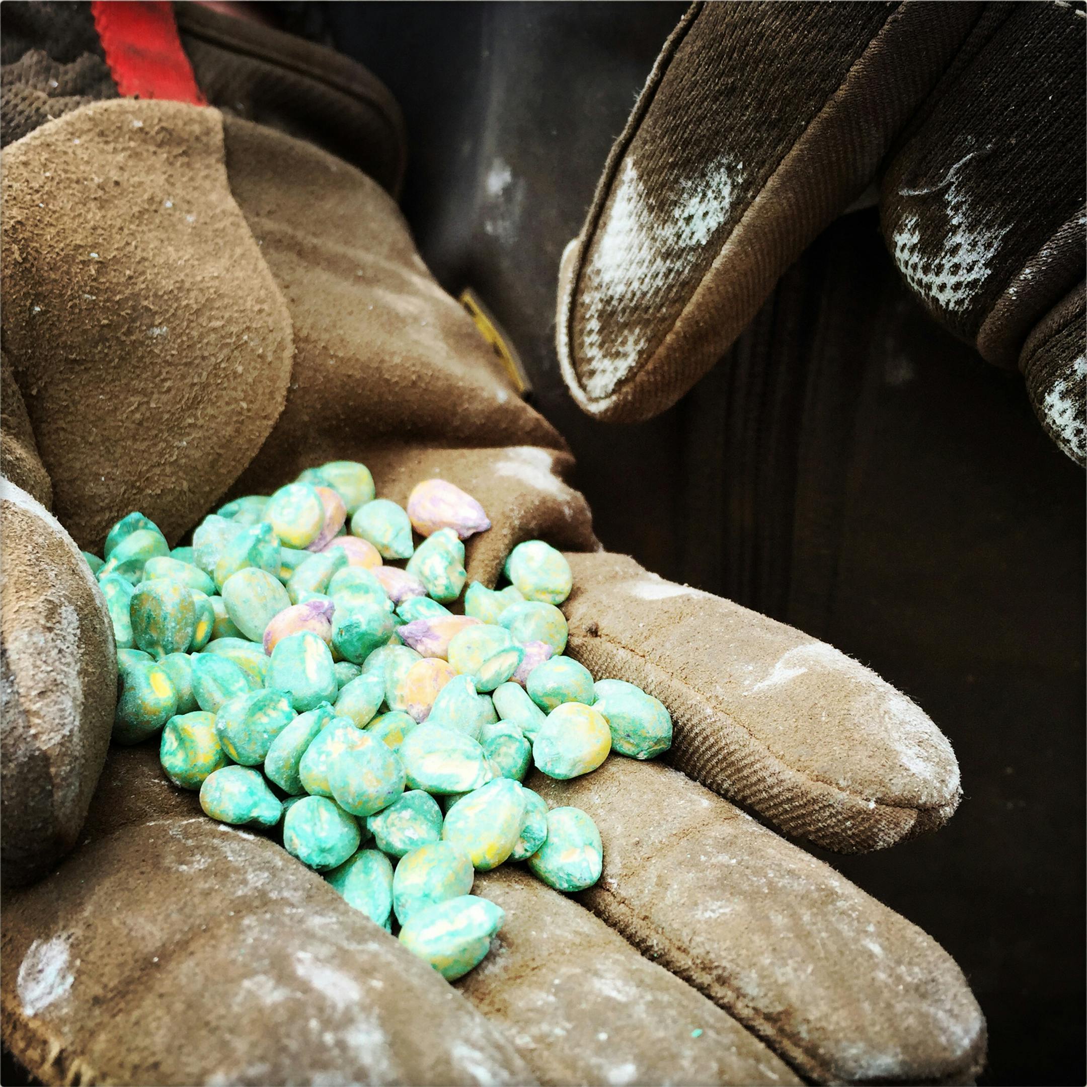 Treated corn seed. ] (KYNDELL HARKNESS/STAR TRIBUNE) kyndell.harkness@startribune.com The Peterson brothers worked their land at Far Gaze Farms in Northfield Min., Tuesday, April 28, 2015.